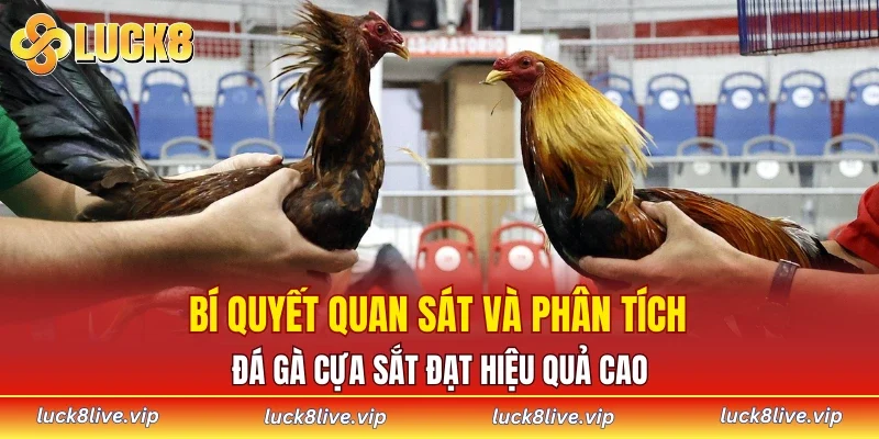 Bí quyết quan sát và phân tích đá gà cựa sắt đạt hiệu quả cao