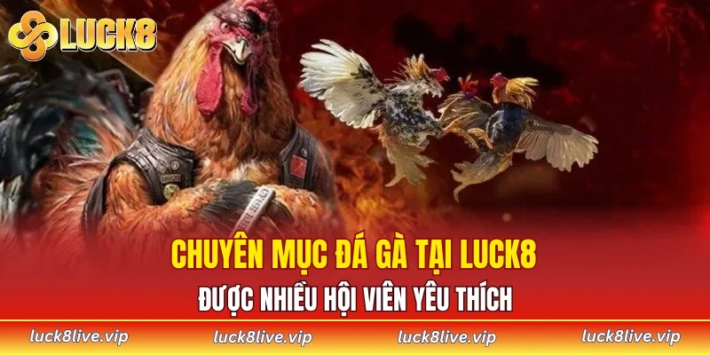 Chuyên mục đá gà tại LUCK8 được nhiều hội viên yêu thích