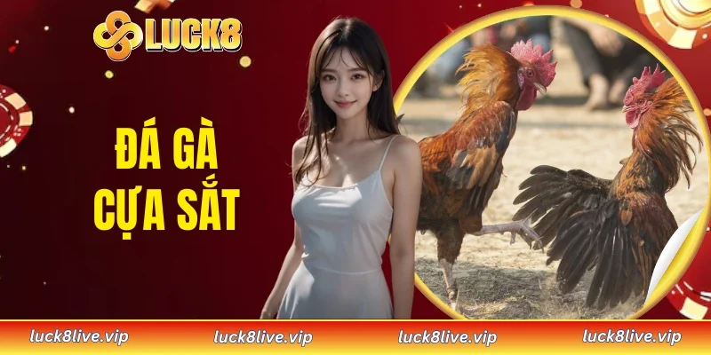 Đá gà cựa sắt