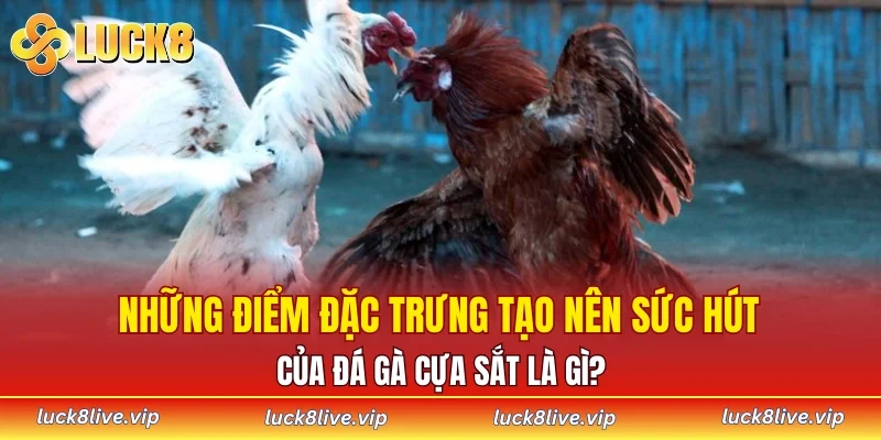 Những điểm đặc trưng tạo nên sức hút của đá gà cựa sắt là gì?