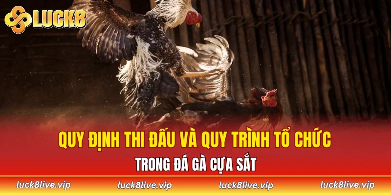 Quy định thi đấu và quy trình tổ chức trong đá gà cựa sắt