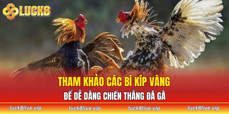 Tham khảo các bí kíp vàng để dễ dàng chiến thắng đá gà